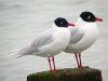 Mediterranean Gull at Westcliff Seafront (Steve Arlow) (59404 bytes)